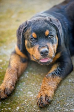 Küçük Rottweiler dramatik bir tonda yerde yatıyordu.