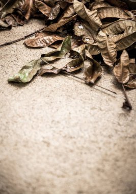 Yerdeki kuru yaprak dramatik bir tonda.