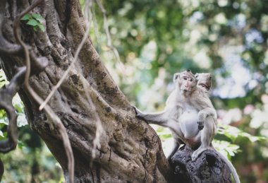 Doğadaki maymun dramatik bir tonda.