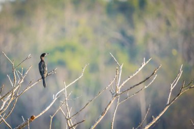 Doğadaki kuş dramatik bir tonda.