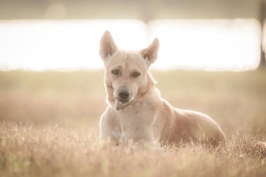 Sahadaki köpek dramatik bir tonda.