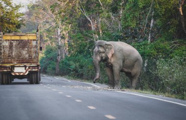 Fil dramatik bir tonda ormanda yürüyor.