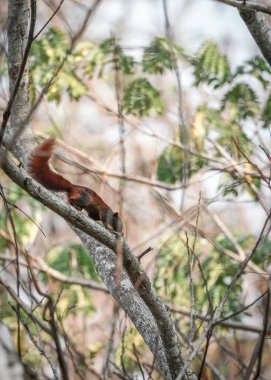 Kırmızı sincap doğada dramatik bir tonda.