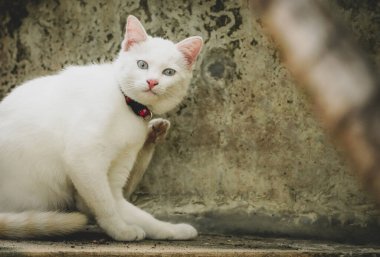 Duvarın yanındaki beyaz dramatik tonda.