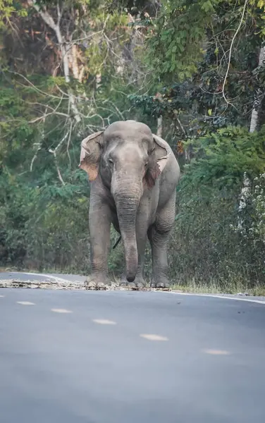 stock image the elephant going out the forest with dramatic tone