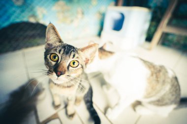 Kafesteki komik yüzlü kedi dramatik bir tonda