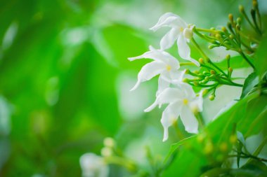 Doğadaki beyaz çiçek dramatik bir tonda.