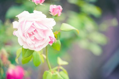 Doğadaki pembe çiçek dramatik bir tonda.