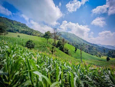 Tayland 'daki dağın atmosferi