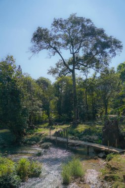 Ormandaki şelalenin atmosferi dramatik bir tonda.