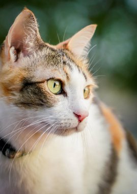 kedi doğada dramatik bir tonda