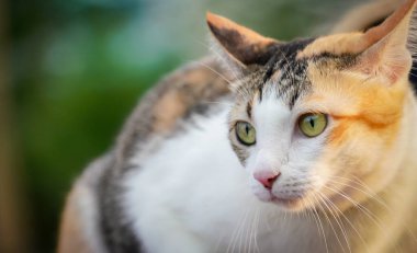 kedi doğada dramatik bir tonda