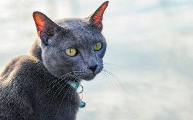 Teknedeki kedi dramatik bir tonda