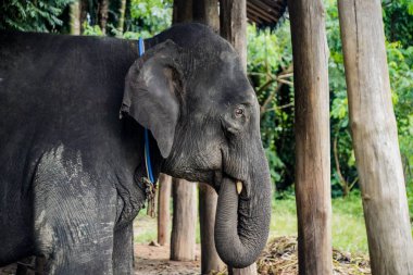 the elephants in the nature with dramatic tone