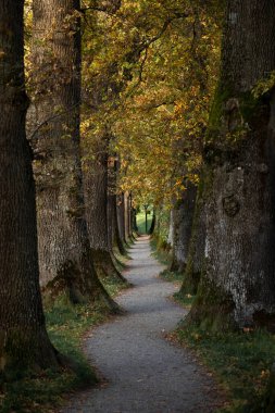 Bavyera 'da sonbahar renklerinde yapraklarla kaplı, koyu renk ağaç gövdelerinden oluşan yuvarlanan bir ara sokak.