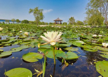 Busan, Güney Kore, Asya 'daki Samrak Park' ta nilüfer çiçeği açıyor.