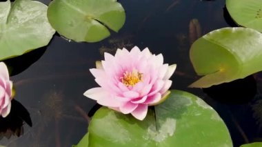 Busan, Güney Kore, Asya 'daki Samrak Park' ta nilüfer çiçeği açıyor.