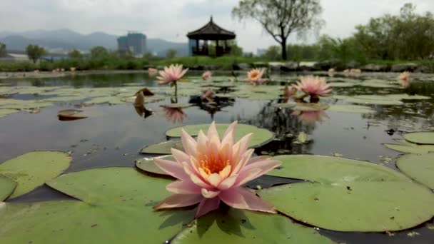 Lotus Flower Blooming Samrak Park Busan South Korea Asia — Stock Video