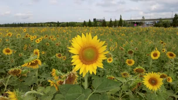 Flor Del Sol Floreciendo Daejeo Ecological Park Busan Corea Del — Vídeo de stock