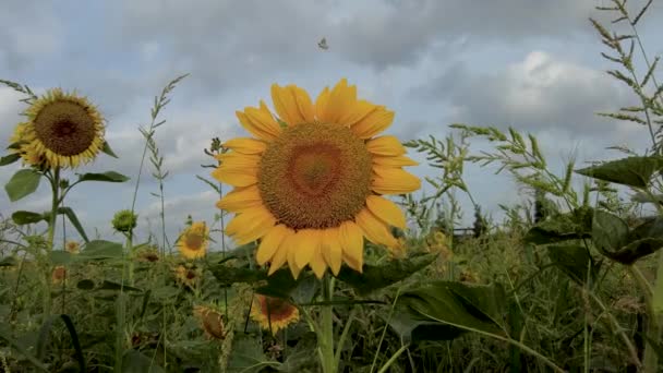Kwiat Słońca Kwitnący Daejeo Ecological Park Pusan Korea Południowa Azja — Wideo stockowe