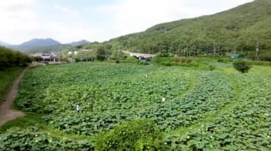 Busan, Güney Kore, Asya 'daki Gomnae Lotus Tarlası' nın Zamanı