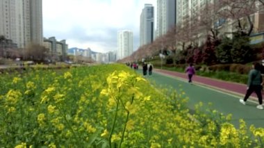 Oncheoncheon Akıntısı, Busan, Güney Kore, Asya 'da Yuchae Canola Çiçeği açıyor.