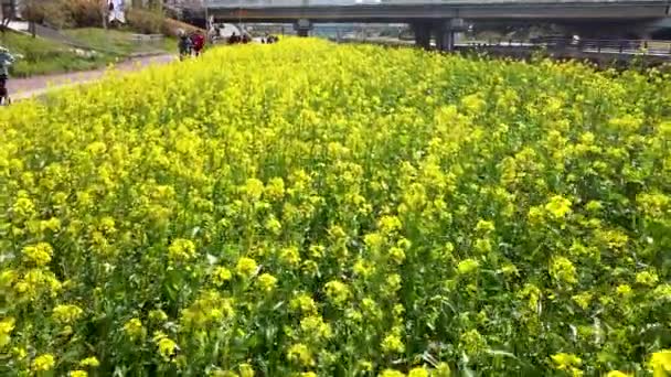 Yuchae Canola Flower Blooming Oncheoncheon Stream Busan Corea Del Sud — Video Stock
