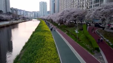 Oncheoncheon Akıntısı, Busan, Güney Kore, Asya 'da Yuchae Canola Çiçeği açıyor