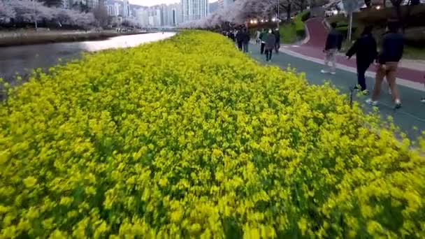 Yuchae Canola Kwiat Kwitnący Oncheoncheon Stream Pusan Korea Południowa Azja — Wideo stockowe