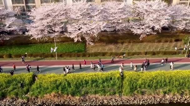 Yuchae Canola Bloem Bloeien Oncheoncheon Stream Busan Zuid Korea Azië — Stockvideo