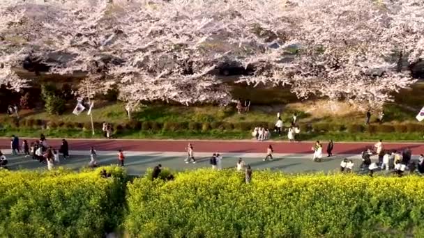 Yuchae Canola Flower Blooming Oncheoncheon Stream Пусан Южная Корея Азия — стоковое видео