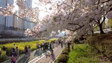 Oncheoncheon Akıntısı, Busan, Güney Kore, Asya 'da Yuchae Canola Çiçeği açıyor