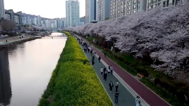南韩釜山龙川溪边的玉柴草花盛开 — 图库视频影像