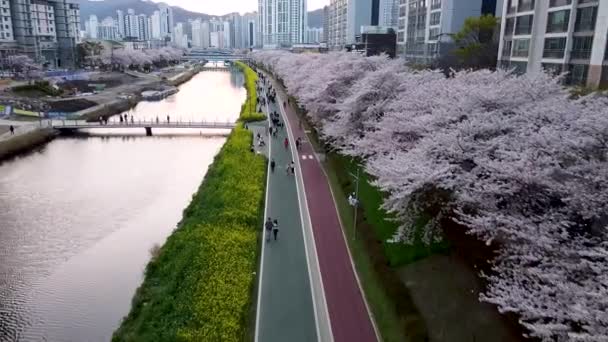 Yuchae Canola Bloem Bloeien Oncheoncheon Stream Busan Zuid Korea Azië — Stockvideo