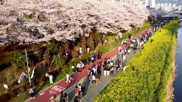 南韩釜山龙川溪边的玉柴草花盛开 — 图库视频影像
