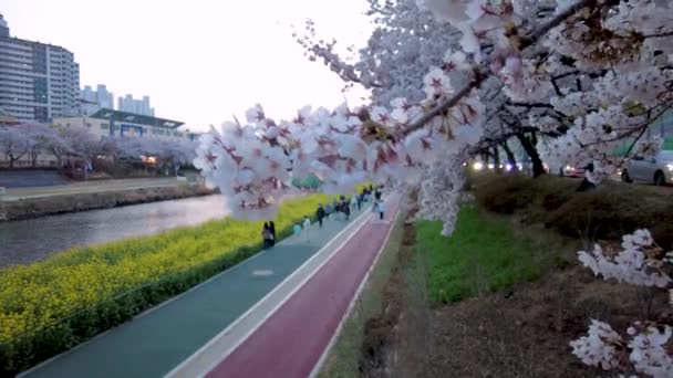 Oncheoncheon Akıntısı Busan Güney Kore Asya Yuchae Canola Çiçeği Açıyor — Stok video
