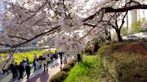 Oncheoncheon Akıntısı Busan Güney Kore Asya Yuchae Canola Çiçeği Açıyor — Stok video