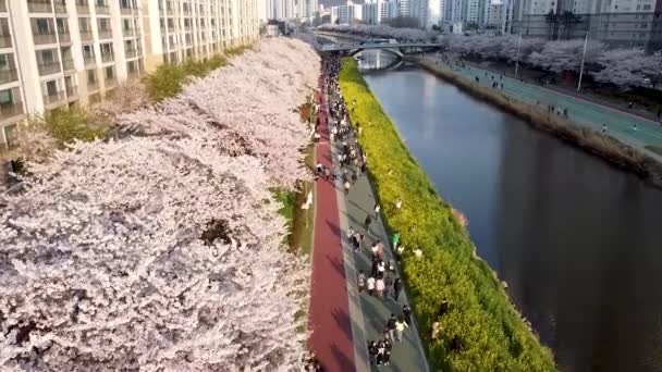 Yuchae Canola Kwiat Kwitnący Oncheoncheon Stream Pusan Korea Południowa Azja — Wideo stockowe