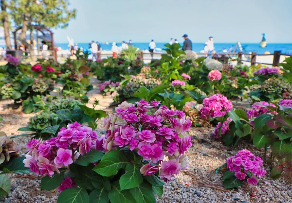 ドンバネク島 アジアのビーチで咲くハイドレンジアスークの花 ストック写真