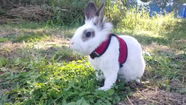 Oncheoncheon Park Busan Güney Kore Asya Yonca Yiyen Evcil Tavşan — Stok video