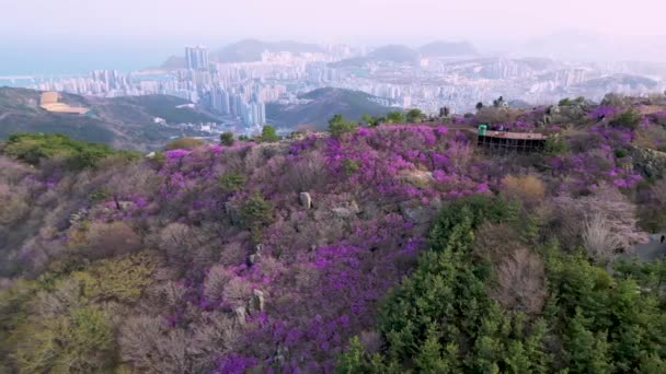 Jindallae Azalea Bloeien Hwangryeongsan Berg Busan Zuid Korea Azië — Stockvideo
