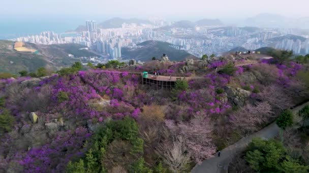 Jindallae Azalea Bloeien Hwangryeongsan Berg Busan Zuid Korea Azië — Stockvideo