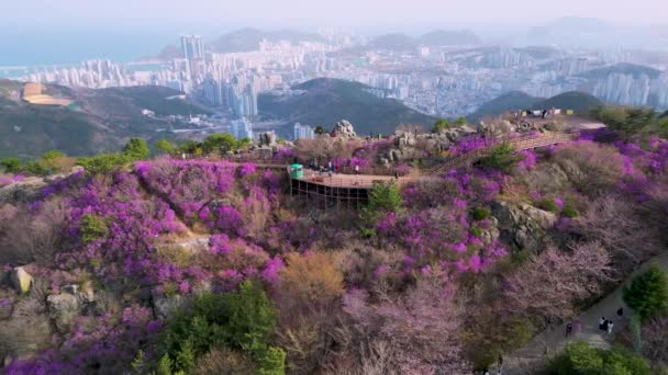 Jindallae Azalea Floreciendo Montaña Hwangryeongsan Busan Corea Del Sur Asia — Vídeo de stock