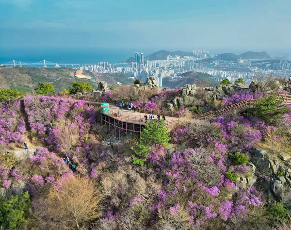 Hwangryeongsan dağında açan Jindallae açelyası, Busan, Güney Kore, Asya