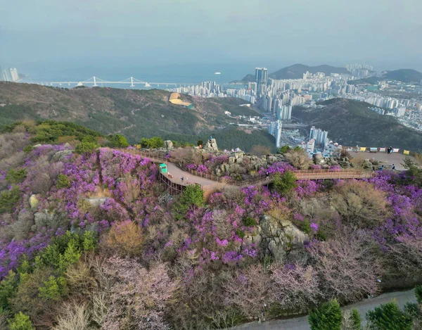 Jindallae Azalea Floraison Dans Montagne Hwangryeongsan Busan Corée Sud Asie Images De Stock Libres De Droits