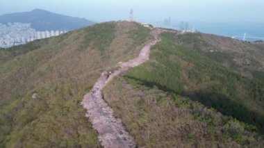 Hwangryeongsan Dağı, Busan, Güney Kore, Asya 'da kiraz çiçeği yolu.