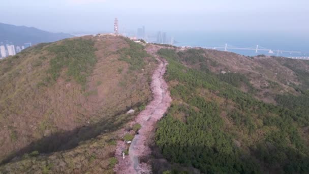 Route Des Cerisiers Fleurs Hwangryeongsan Mountain Busan Corée Sud Asie — Video