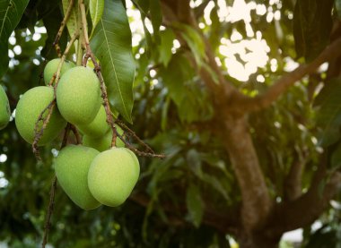 Mango meyvesi ve ağacı kapat..