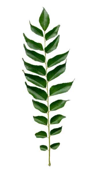 Curry Leaves Isolated White Background — Stock Photo, Image