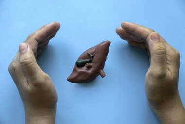 Sağlıklı karaciğer, bağış, teşhis, koruma ve tedavi kavramı. Sağlık hizmeti afişi. El koruması karaciğer modeli.